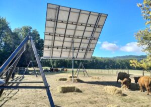 Livestock grazing under solar panels